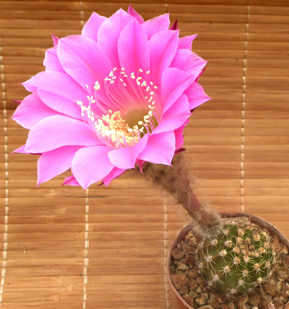 ECHINOPSIS CV ROMANCE