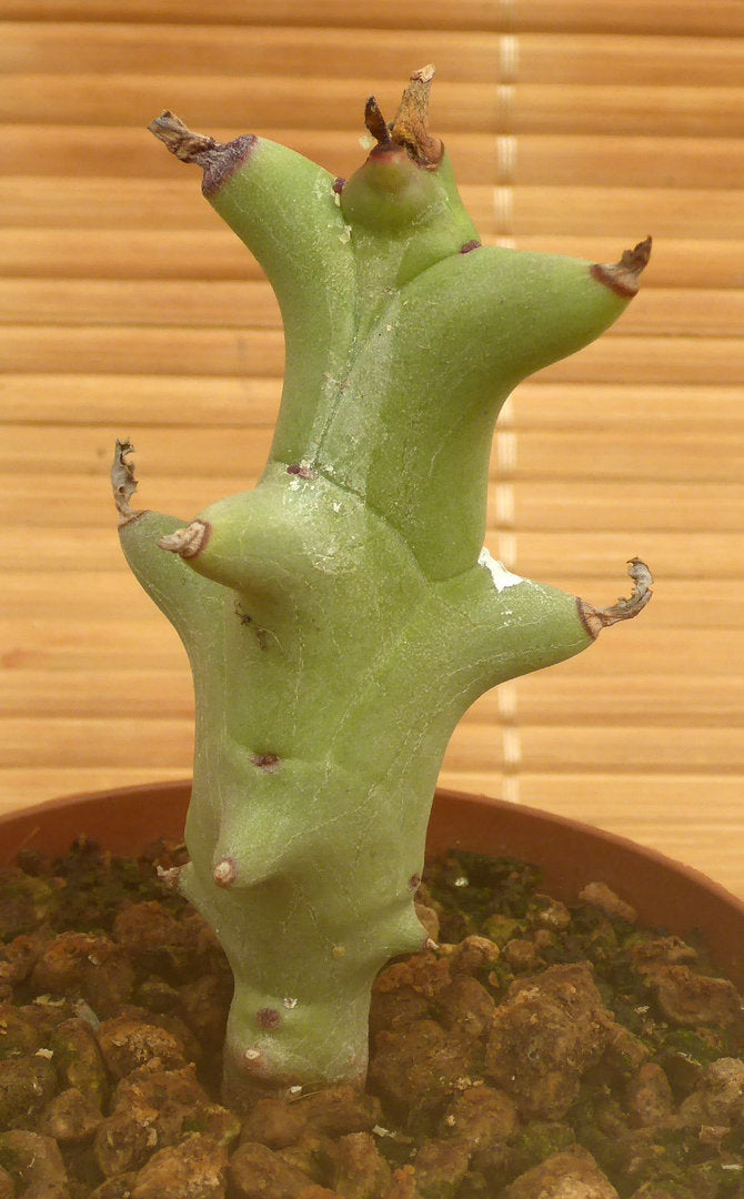 EUPHORBIA HAMATA