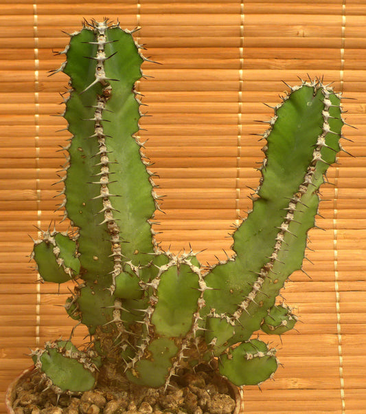 EUPHORBIA POLYACANTHA