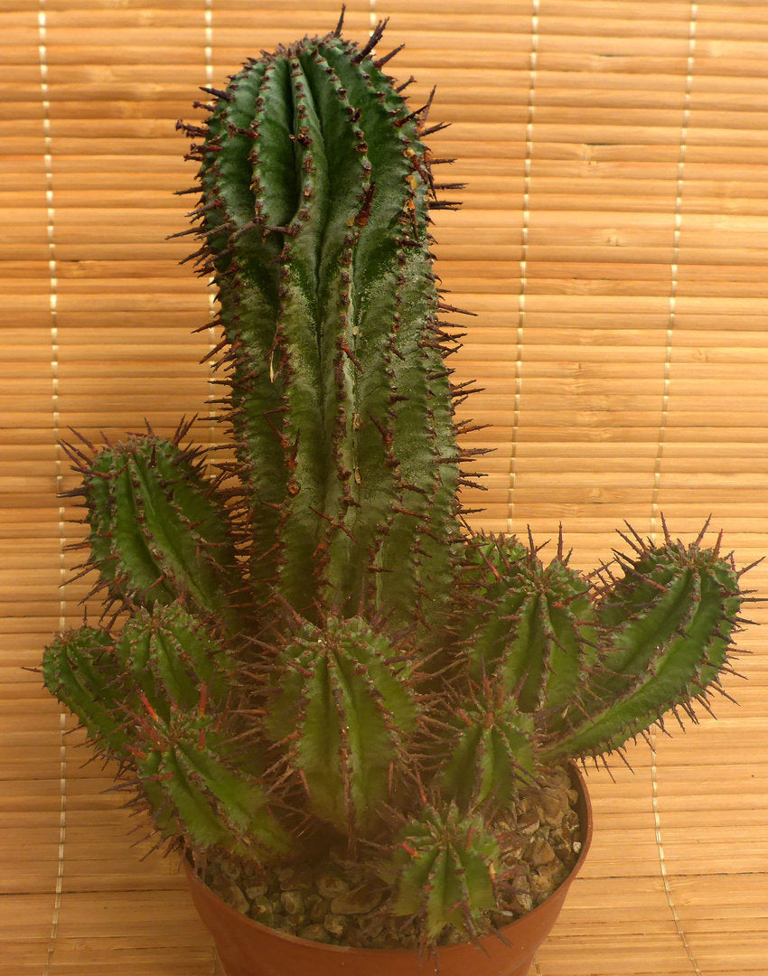 EUPHORBIA POLYGONA V. HORRIDA