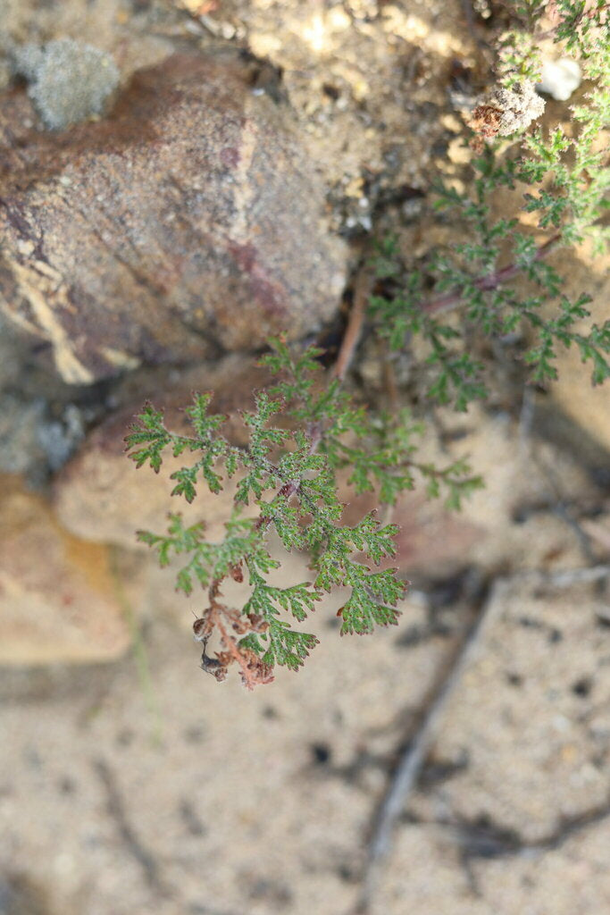 PELARGONIUM TRISTE