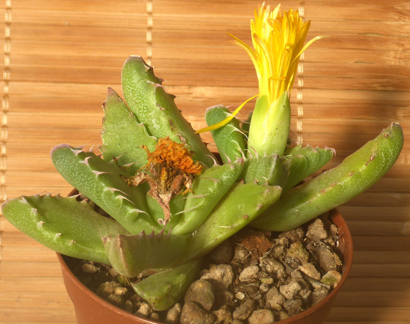 FAUCARIA PLANA