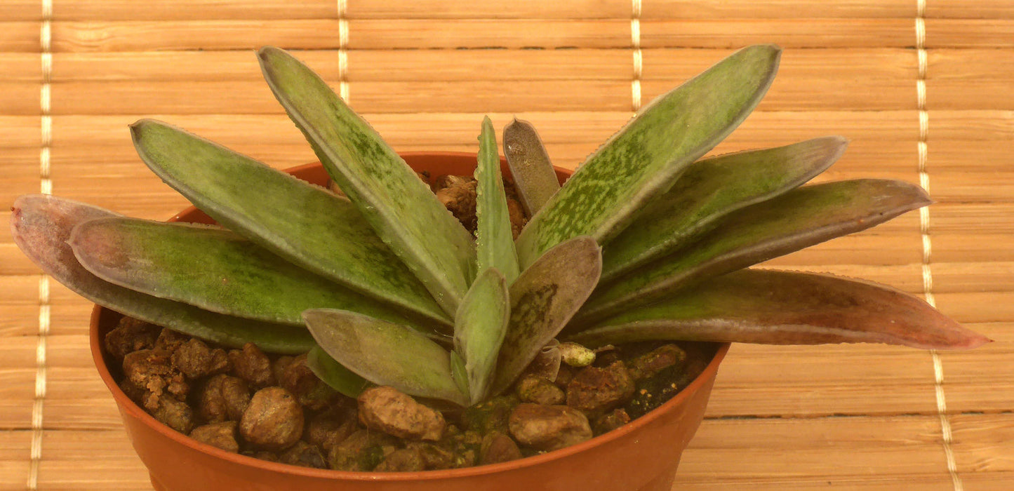 GASTERIA CARINATA V. SCHWEICKERDTIANA