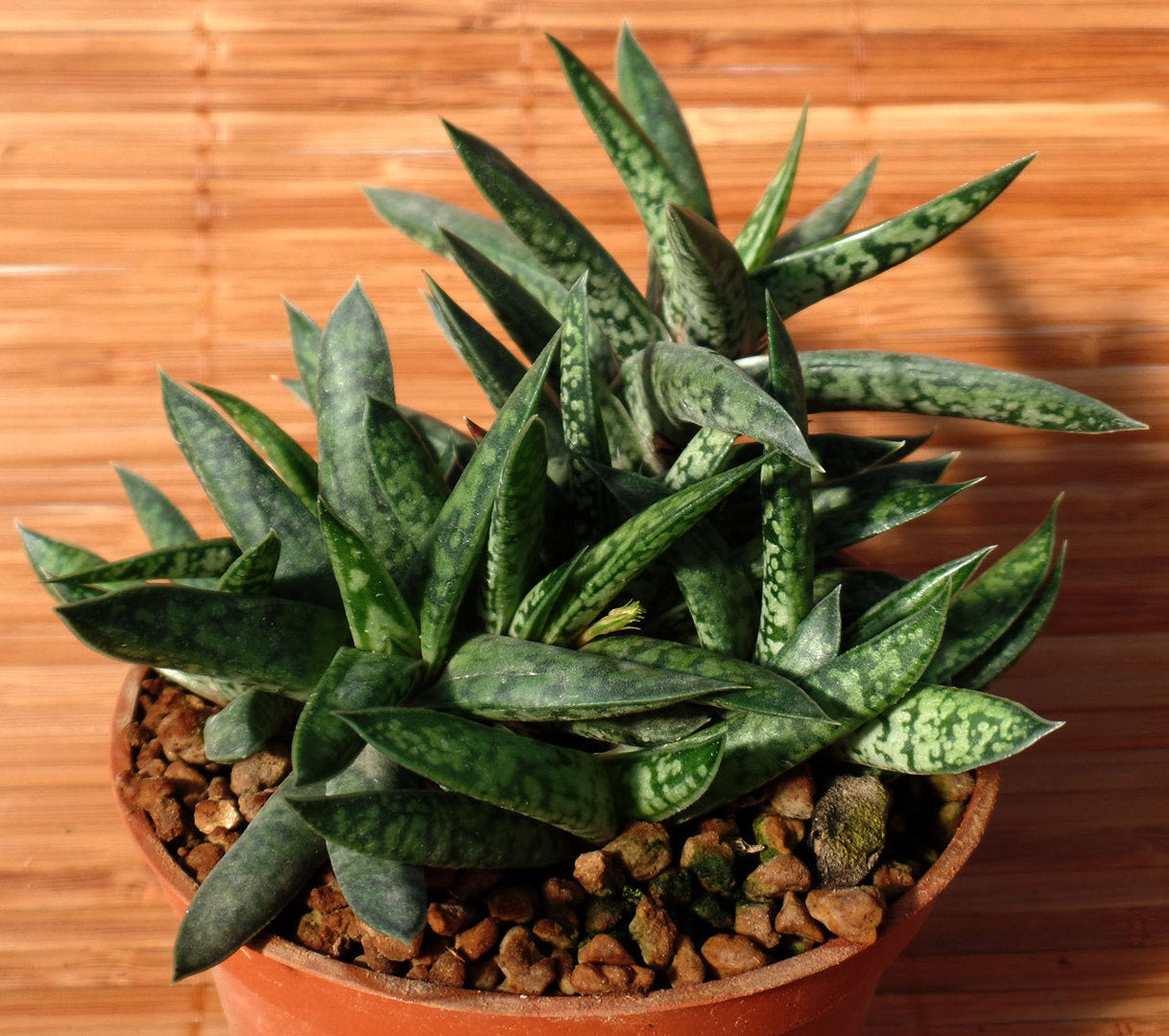 GASTERIA LILIPUTANA