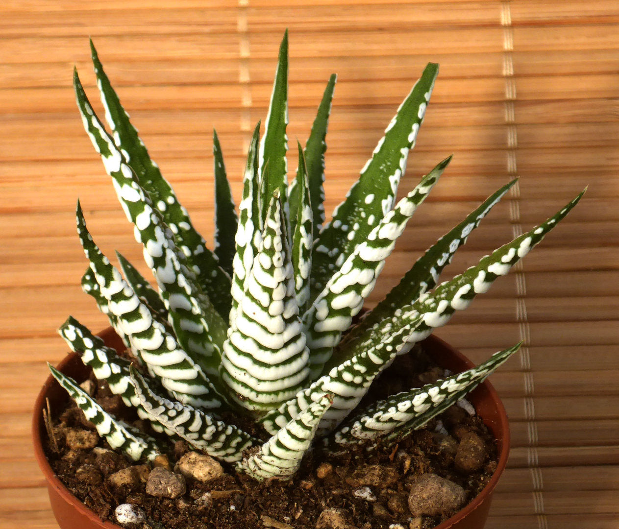 HAWORTHIA FASCIATA 'BIG BAND'