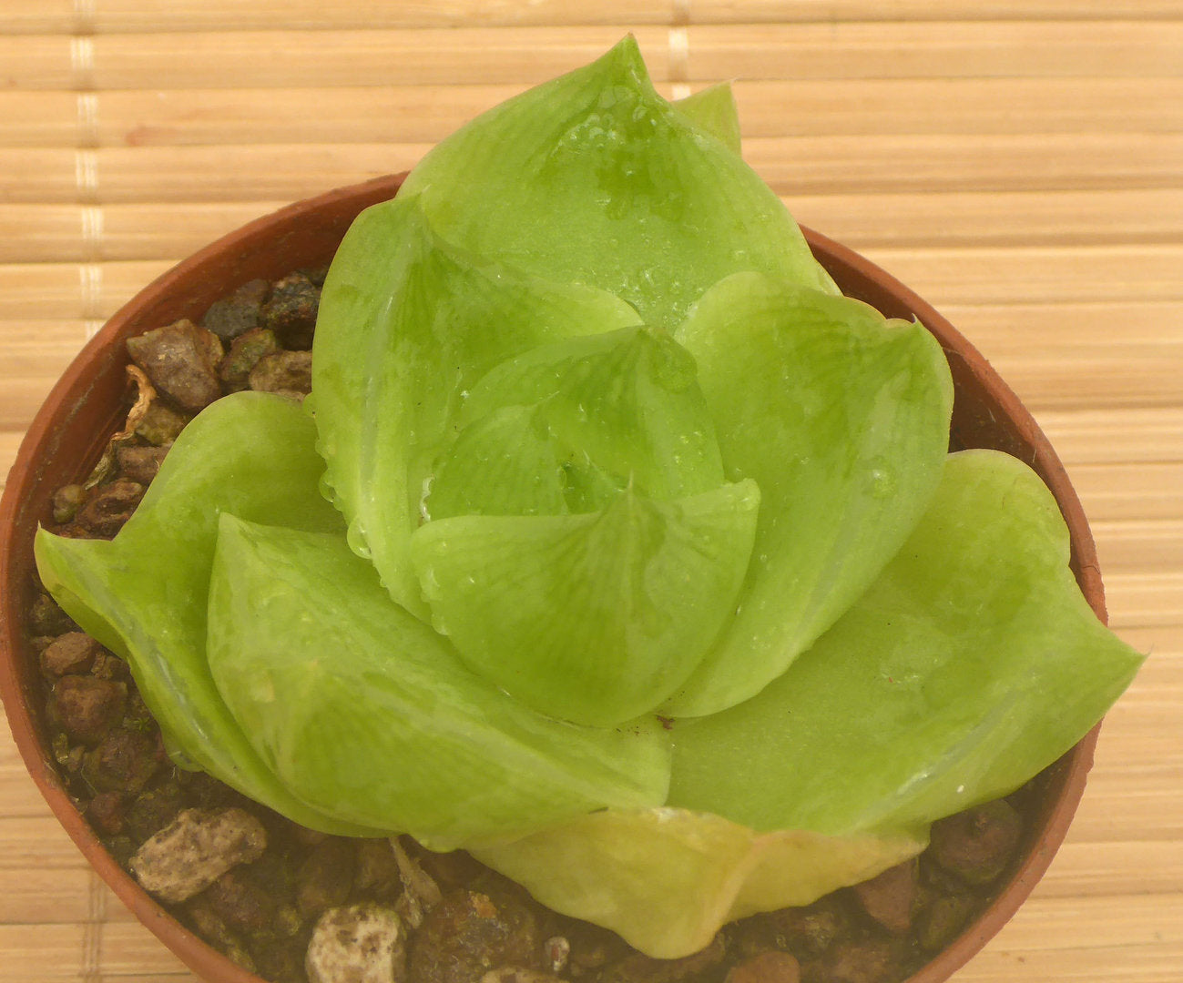 HAWORTHIA CYMBIFORMIS V. PLANIFOLIA