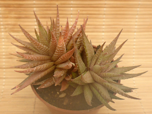 HAWORTHIA LIMIFOLIA V. SCHUDTIANA