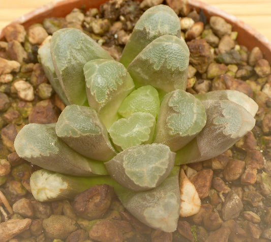 HAWORTHIA CV MAUGHAPY