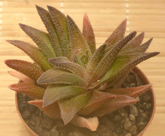 HAWORTHIA PYGMAEA x SCABRA