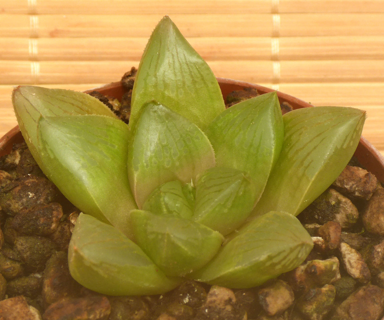 HAWORTHIA SPRINGBOCKVLAKENSIS X CYMBIFORMIS