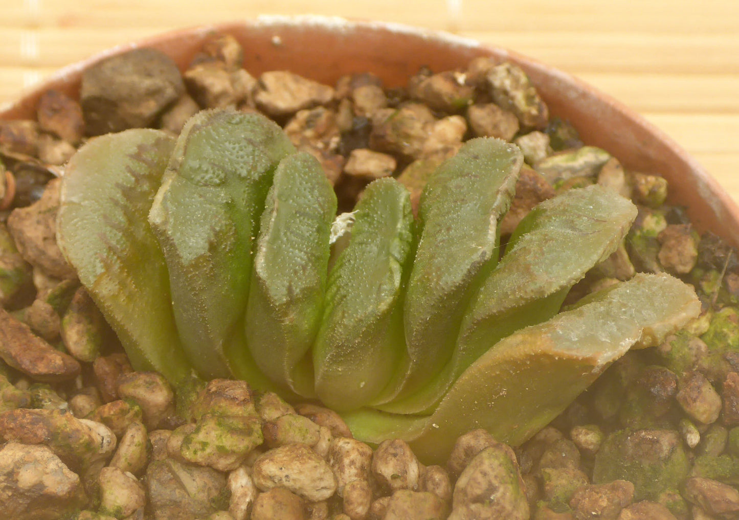 HAWORTHIA CV TRUNGHANII