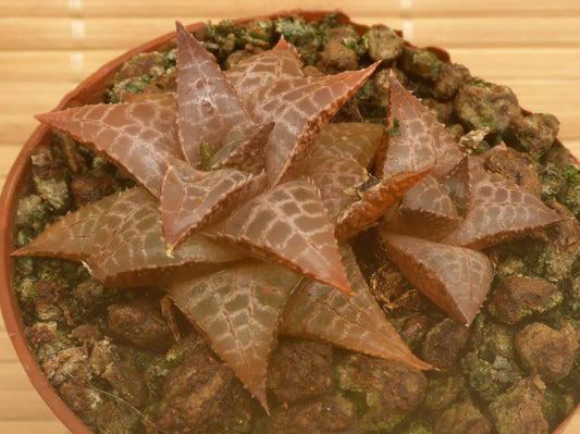 HAWORTHIA VENOSA V. TESSELATA