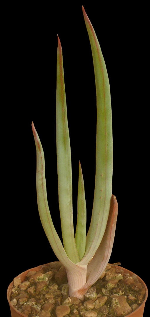 ALOE TEISSIERI