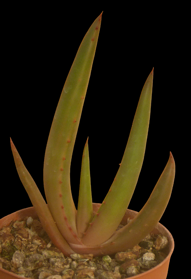 ALOE BARBARA-JEPPEAE