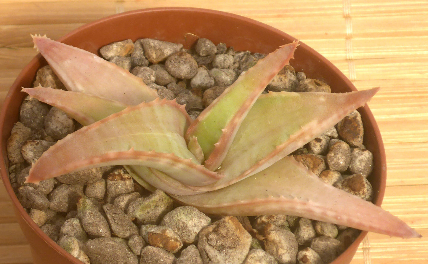 ALOE CANARINA