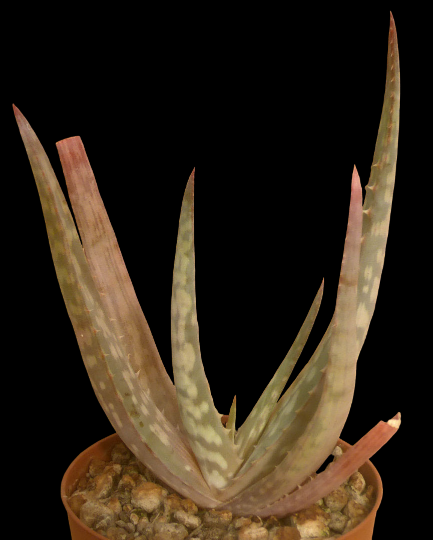 ALOE CONGDONII