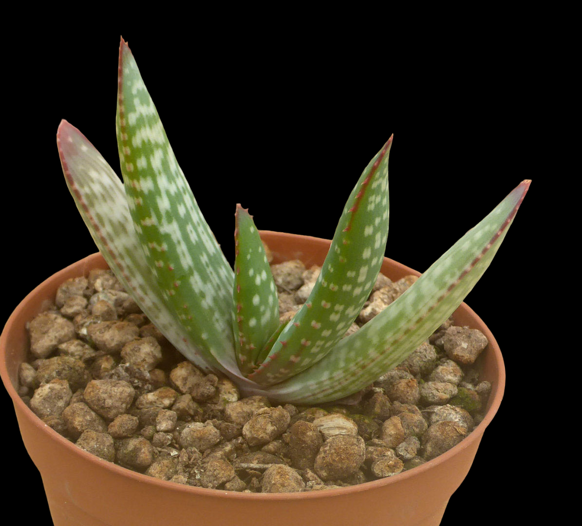 ALOE PICTIFOLIA