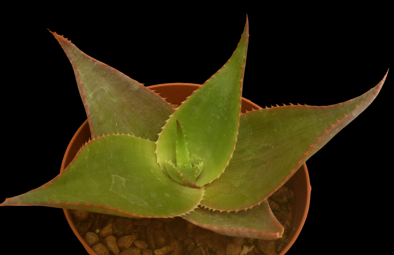 ALOE IMALOTENSIS