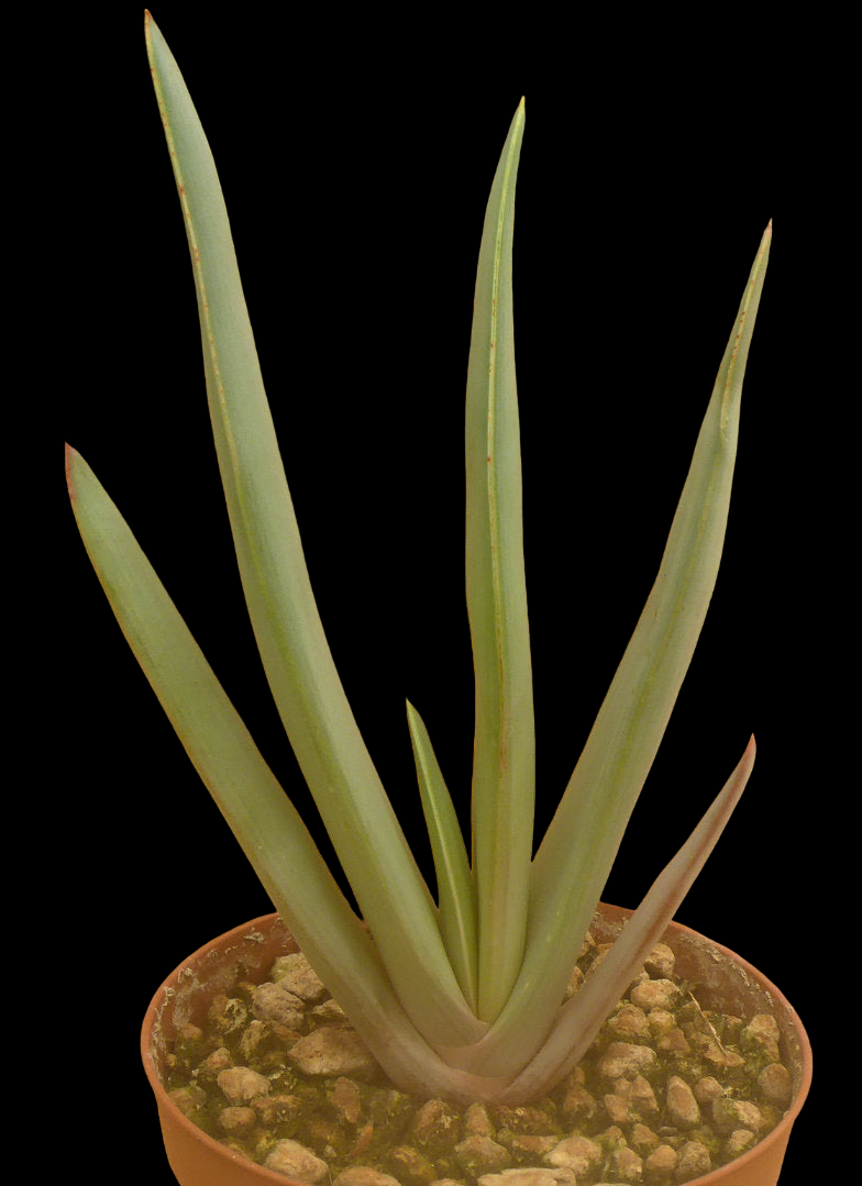 ALOE PLICATILIS (SYN. KUMARA PLICATILIS)