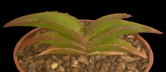 ALOE FLEURENTINIORUM