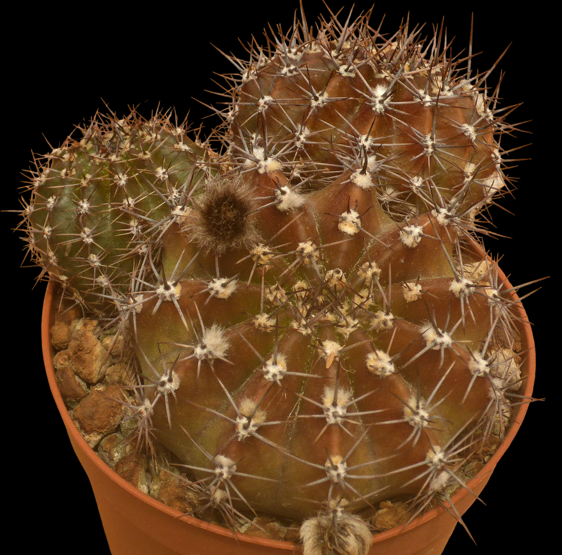 ECHINOPSIS CV ROYAL VELVET