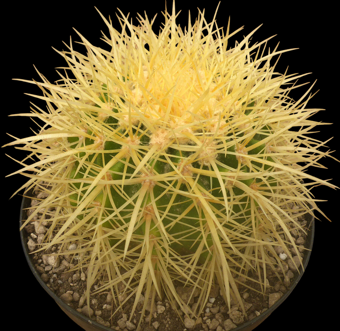 ECHINOCACTUS GRUSONII