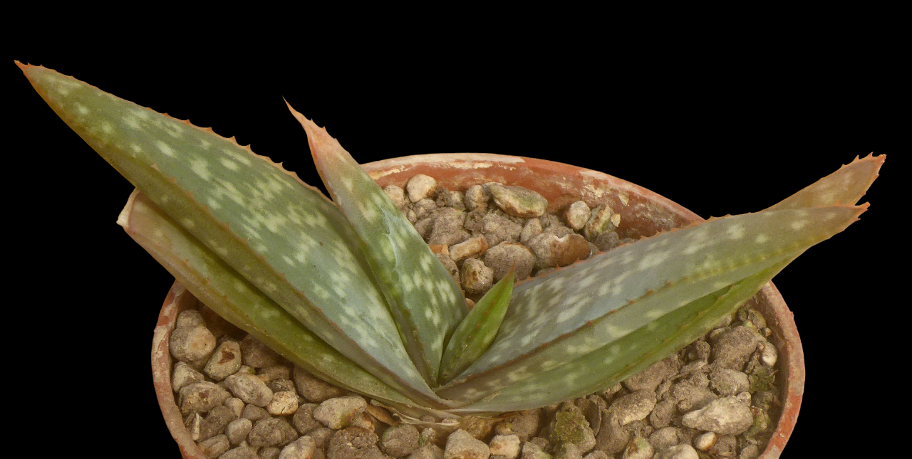 ALOE GRISEA