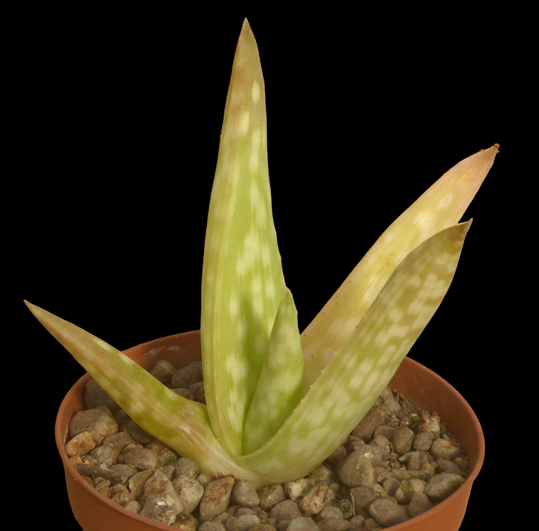 ALOE TURKANENSIS