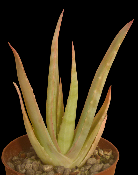 ALOE TRIGONANTHA