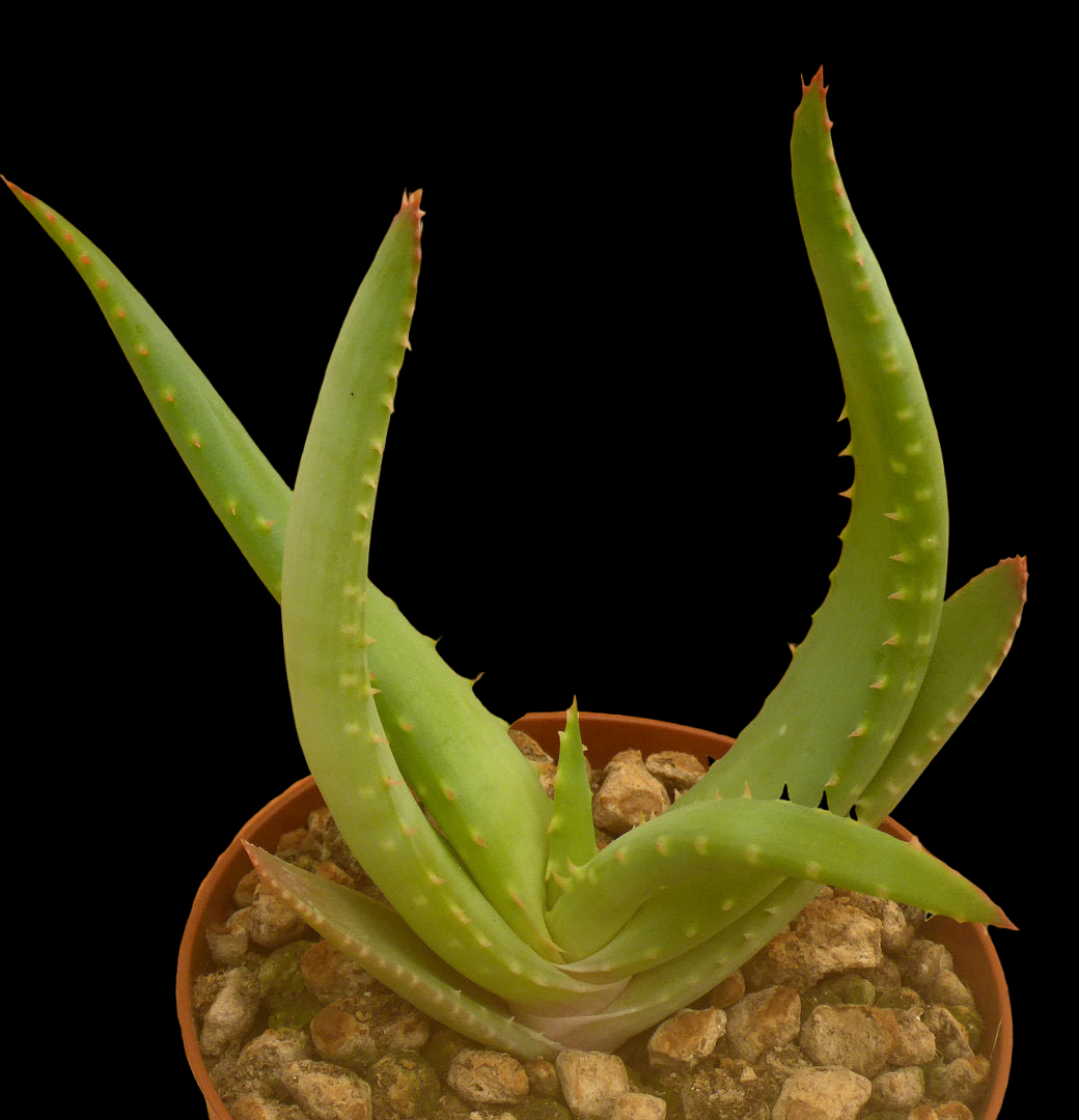 ALOE SPICATA