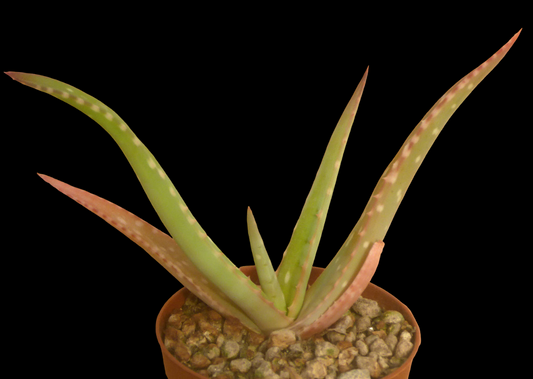 ALOE OMOANA