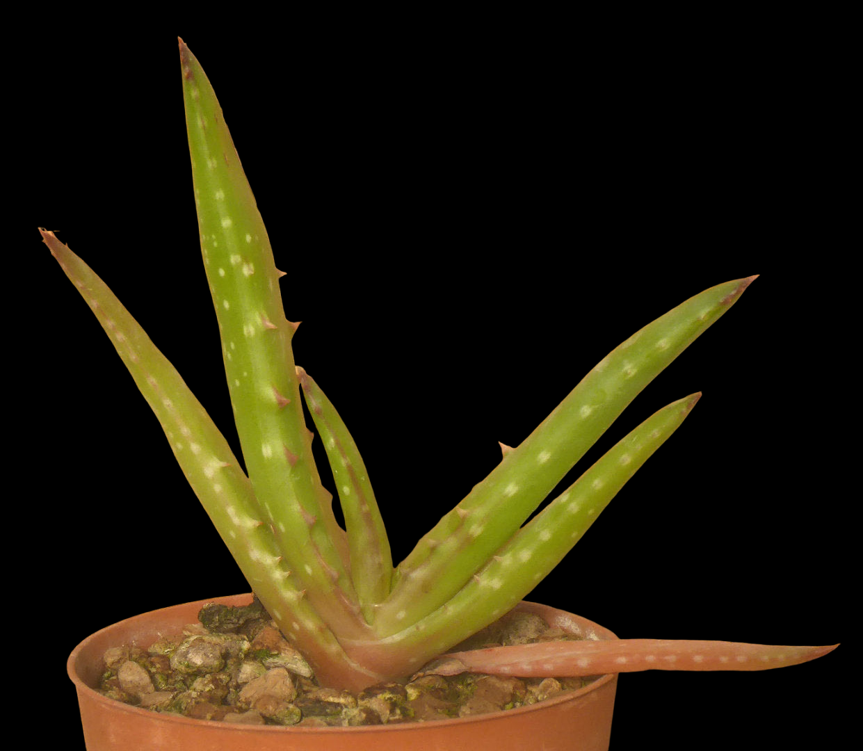 ALOE MAWII