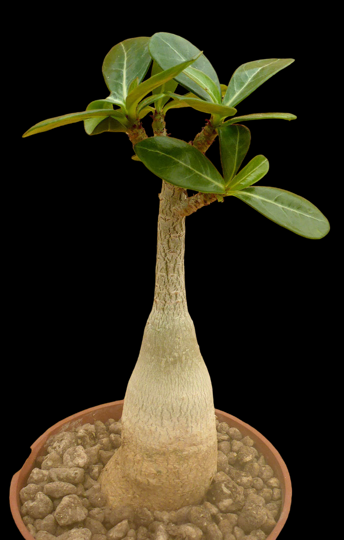 ADENIUM OBESUM