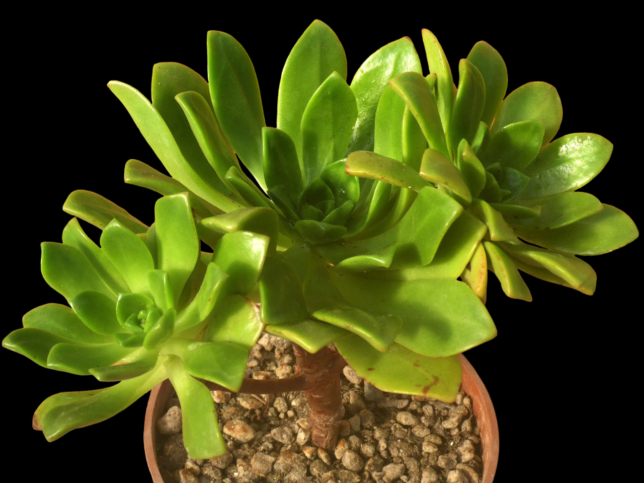 AEONIUM CV SPATHULIFOLIUM