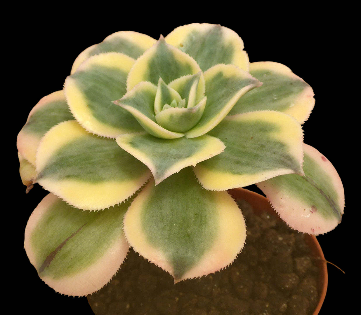 AEONIUM CV SUNBURST