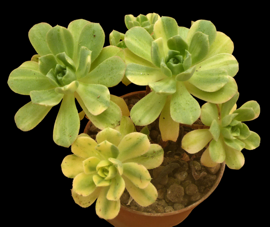 AEONIUM CV SUNCUP