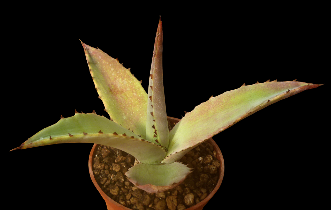 AGAVE GUIENGOLA