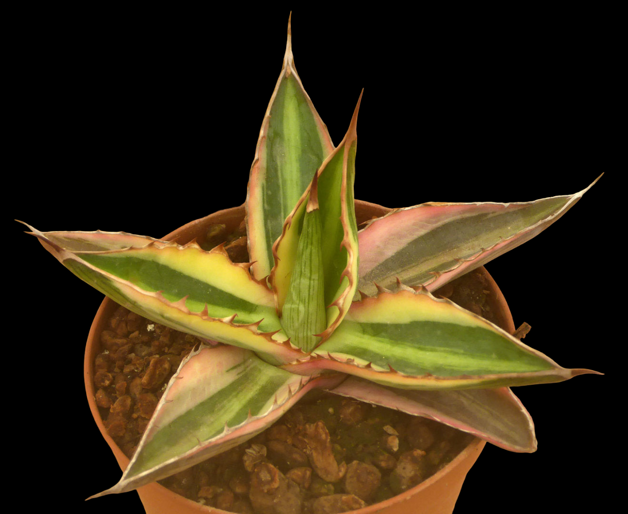 AGAVE LOPHANTA CV QUADRICOLOR