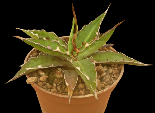 AGAVE XYLANOCANTHA