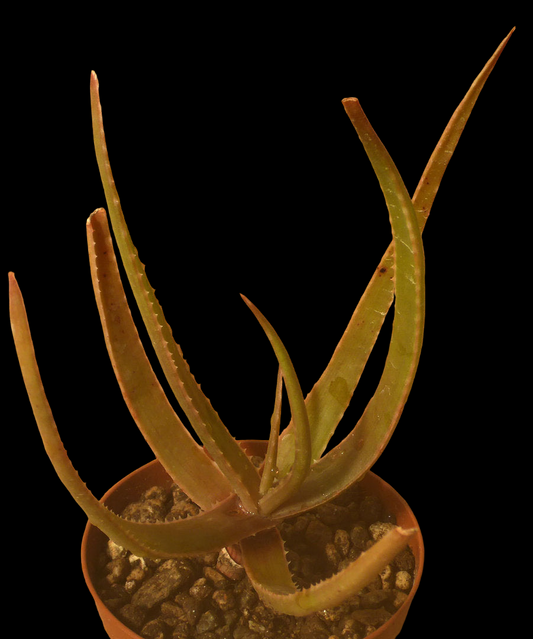 ALOE ALFREDII