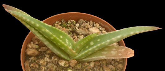 ALOE CALIDOPHILA