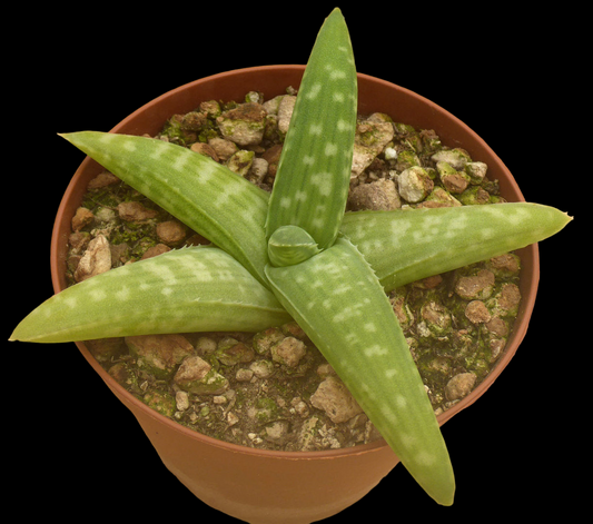 ALOE ELLENBECKII