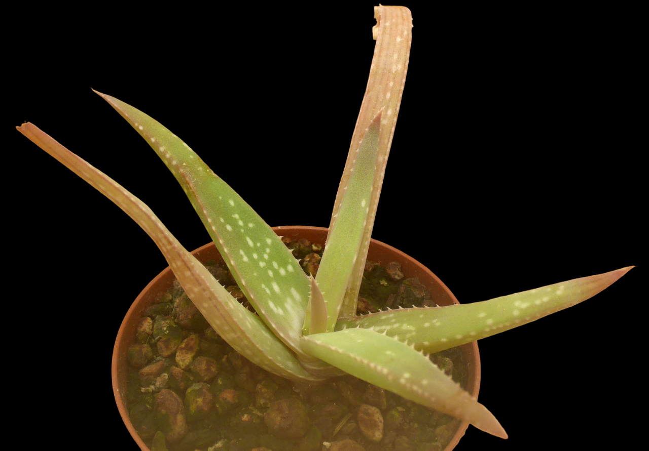 ALOE FLEXIFOLIA