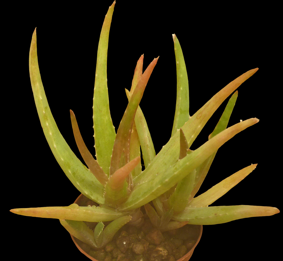 ALOE FORBESII