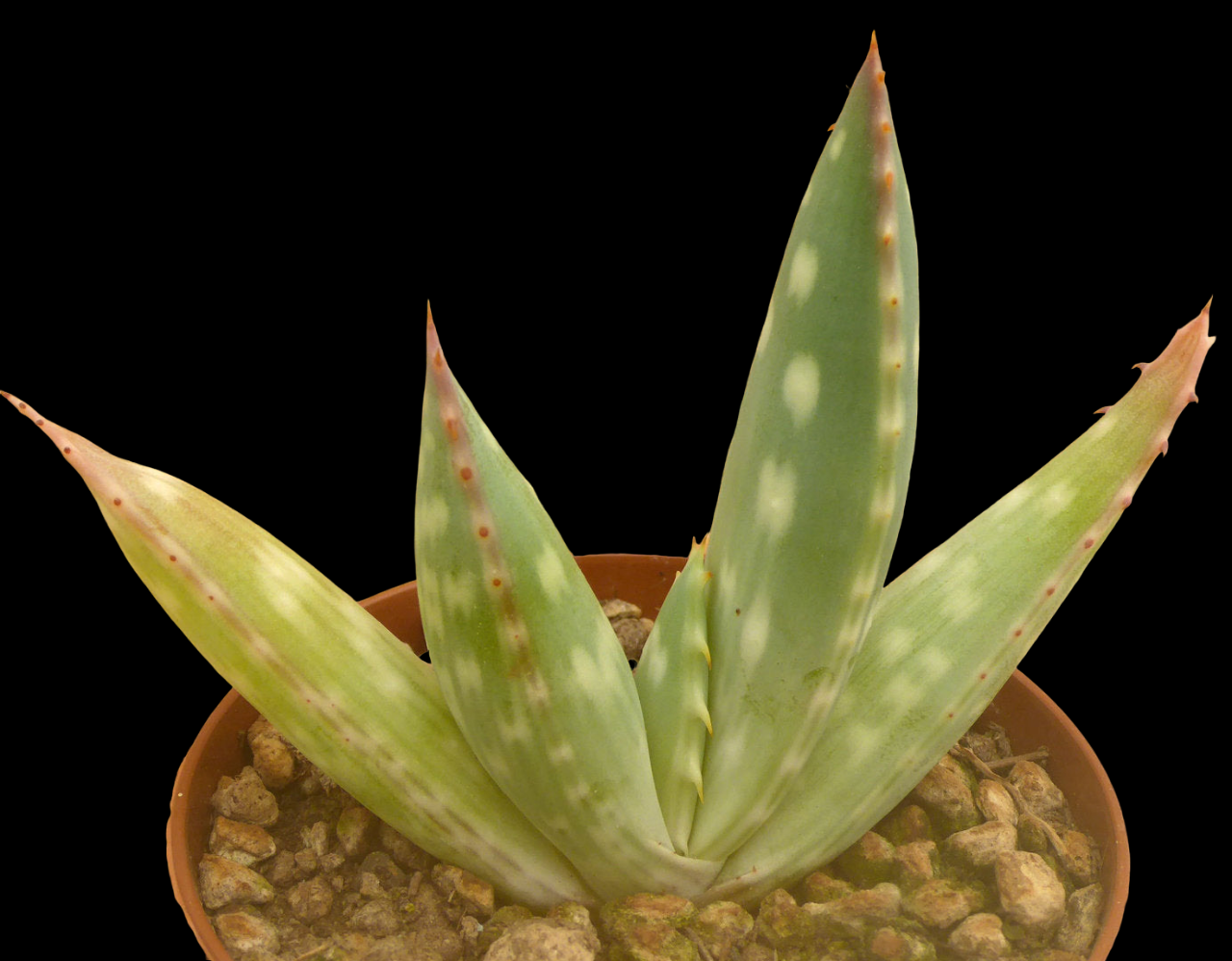 ALOE HEREROENSIS