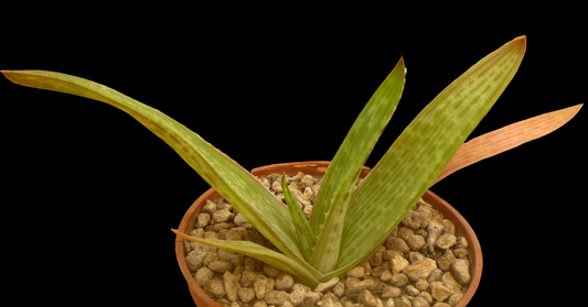 ALOE IKIORUM