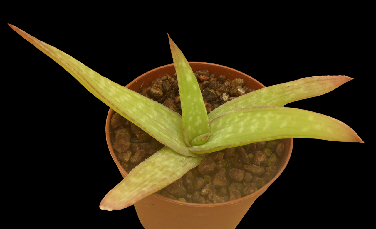 ALOE KILIFIENSIS