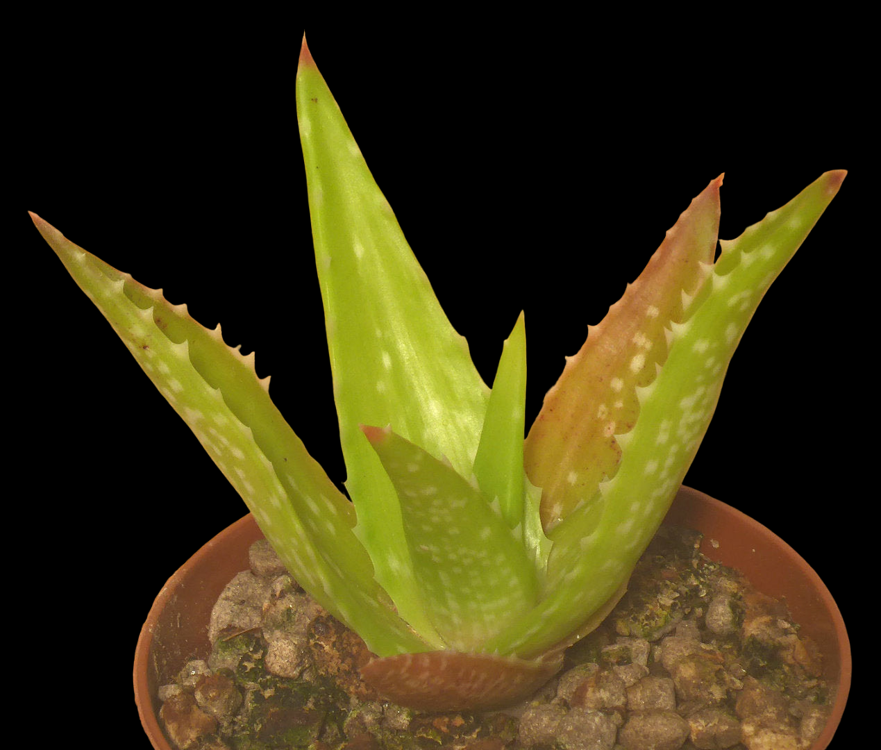 ALOE LEPTOSIPHON