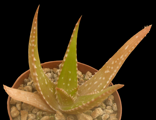 ALOE MACLEAYI