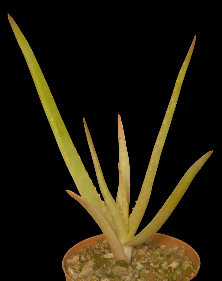 ALOE MANDOTOENSIS